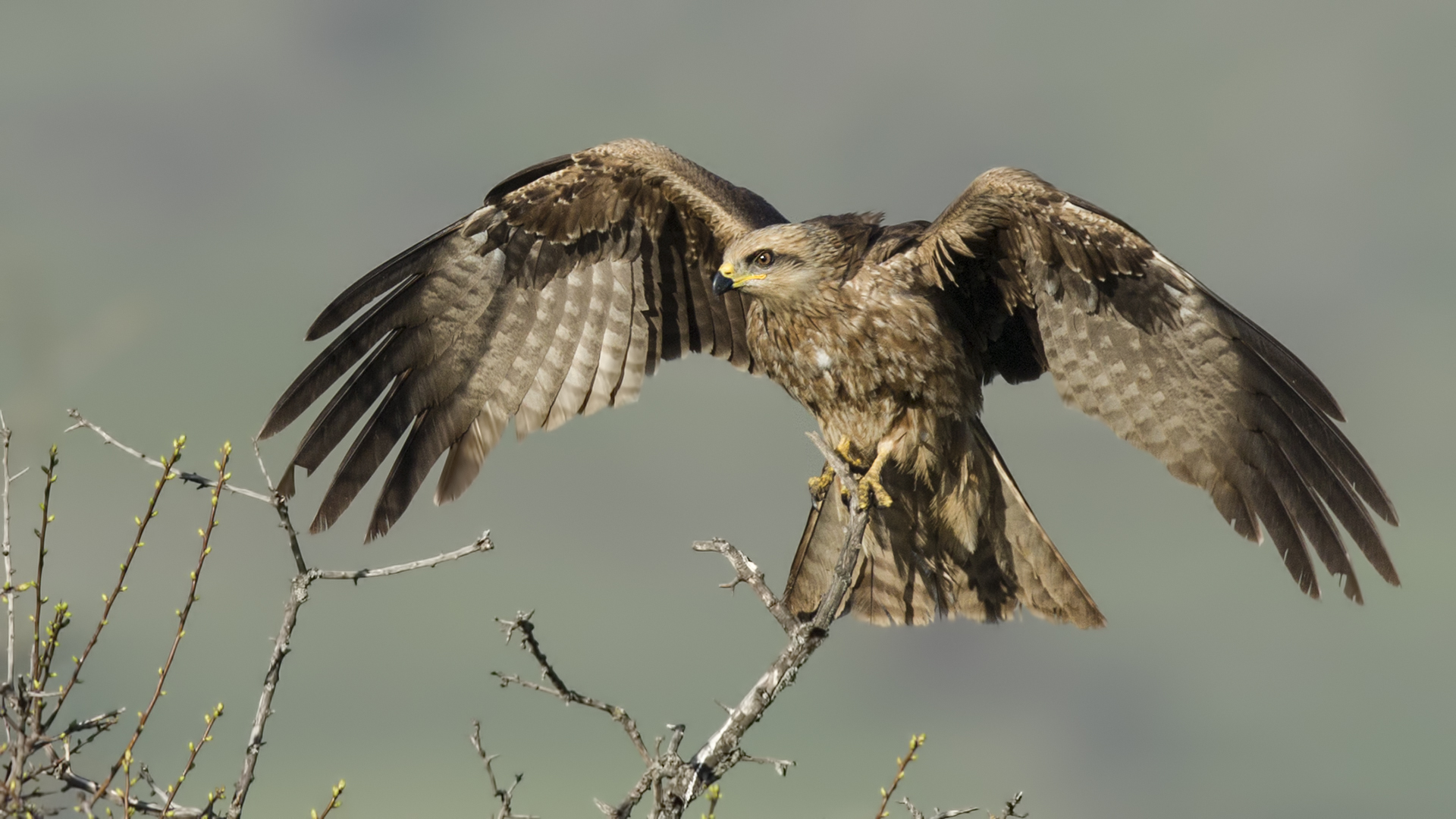 Black Kite